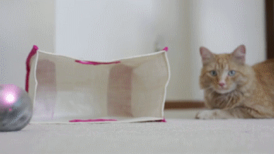animated gif of a cat chasing a laser toy